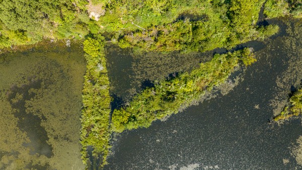 an aerial view of a vegetative shoreline and scattered islands of trees within the adjacent shallow waters