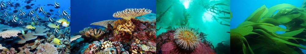 Photos from left: A healthy coral reef full of fish; a vibrant coral reef; large anemone in a kelp forest; close up of kelp stipes.