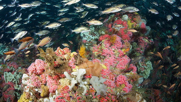 Fish swarm around a reef