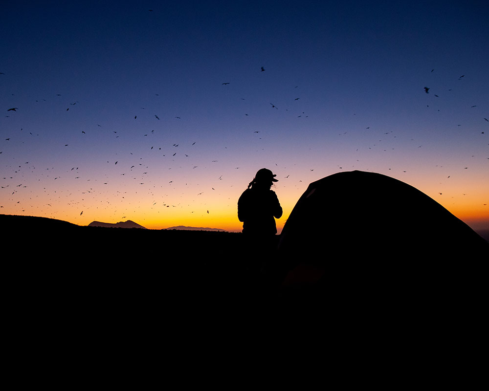 silhouette of a person standing next to a tent on hill with an orange sunset in the background and several birds flying around