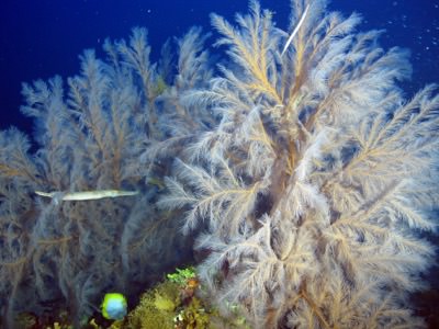  large bushy black corals