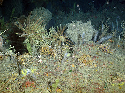 An assortment of black corals, gorgonians, soft corals, and branching corals