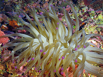 large sea anemone