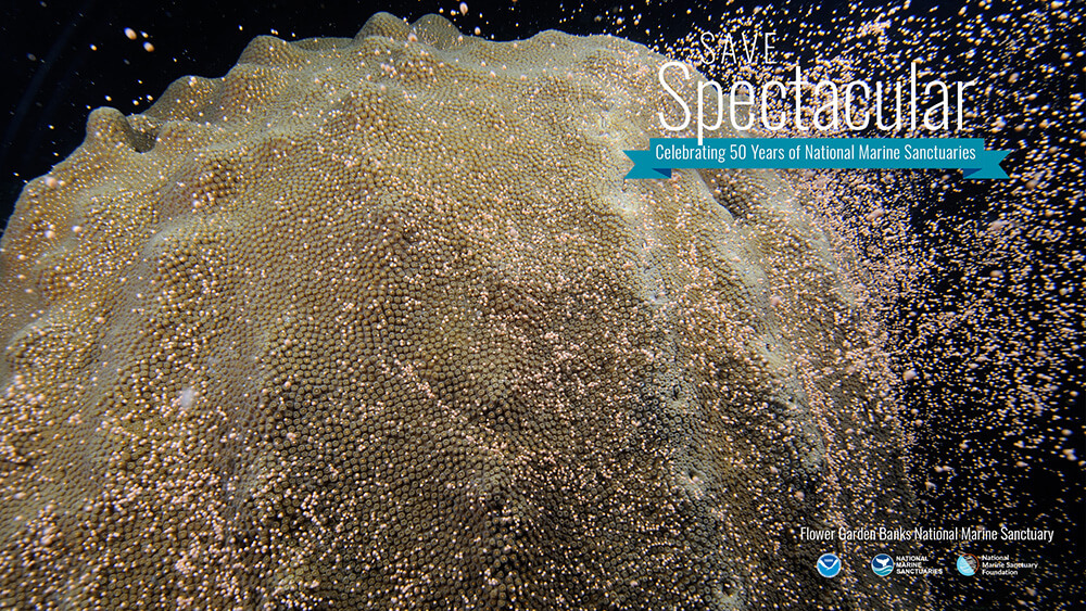 thousands of tiny white dots float in the water column above a boulder coral