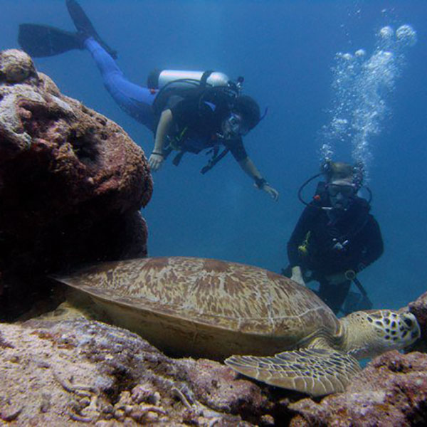 Two divers watch a sea turtle nestled in a reef structure.