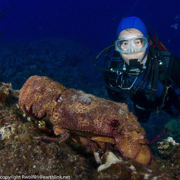 A diver observing a Slipper Lobster in Maui, Hawaii.