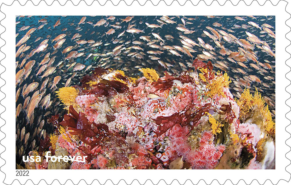 colorful fish swim around a reef
