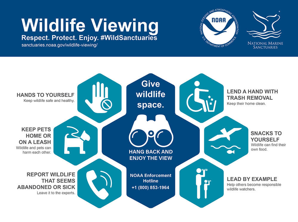 wildlife viewing guidelines in english