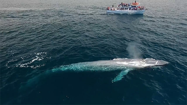 a whale swimming with a whale watching boat in the background