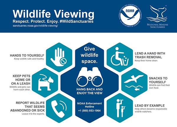 wildlife viewing guideline pocket guide