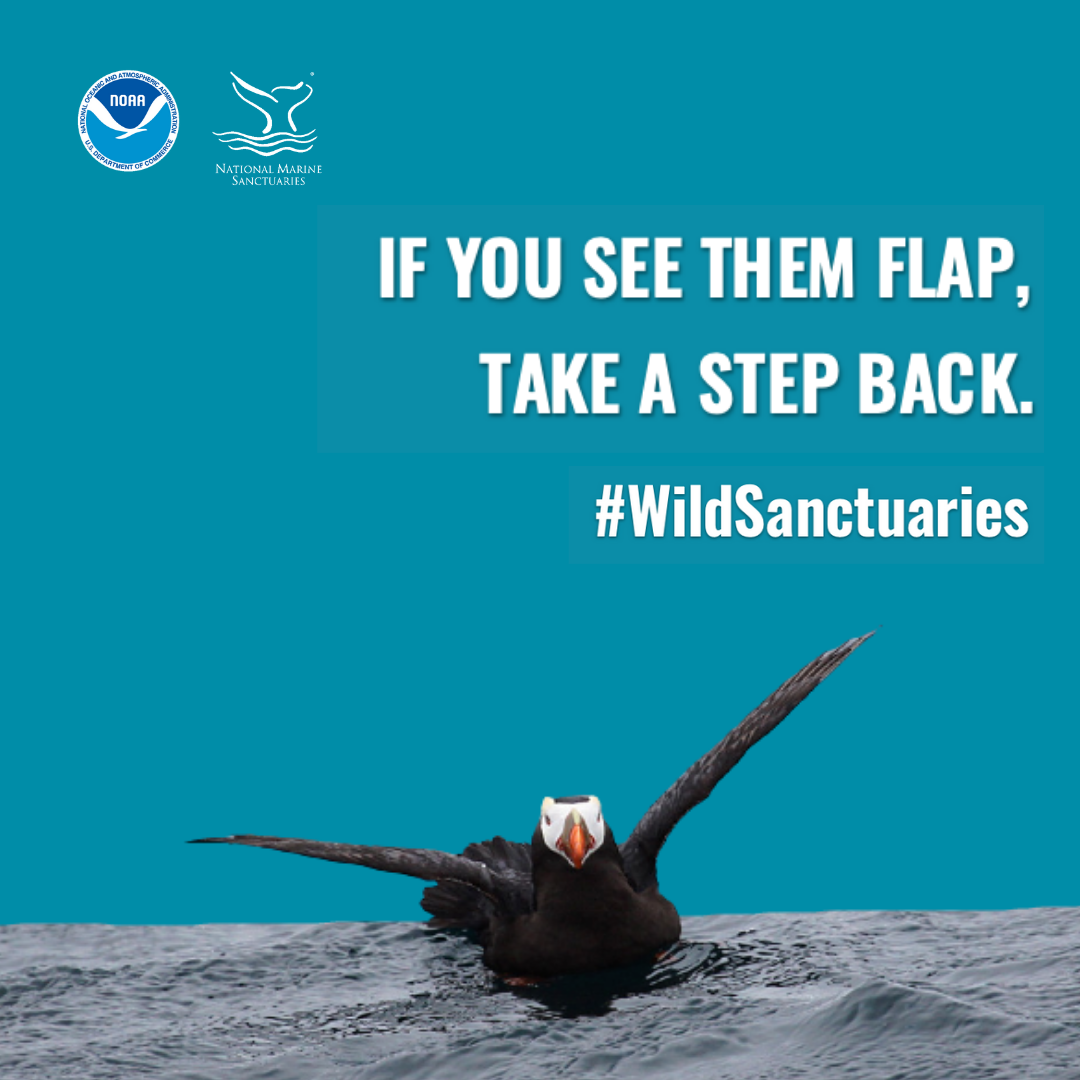 sif you see them flap, take a step back graphic