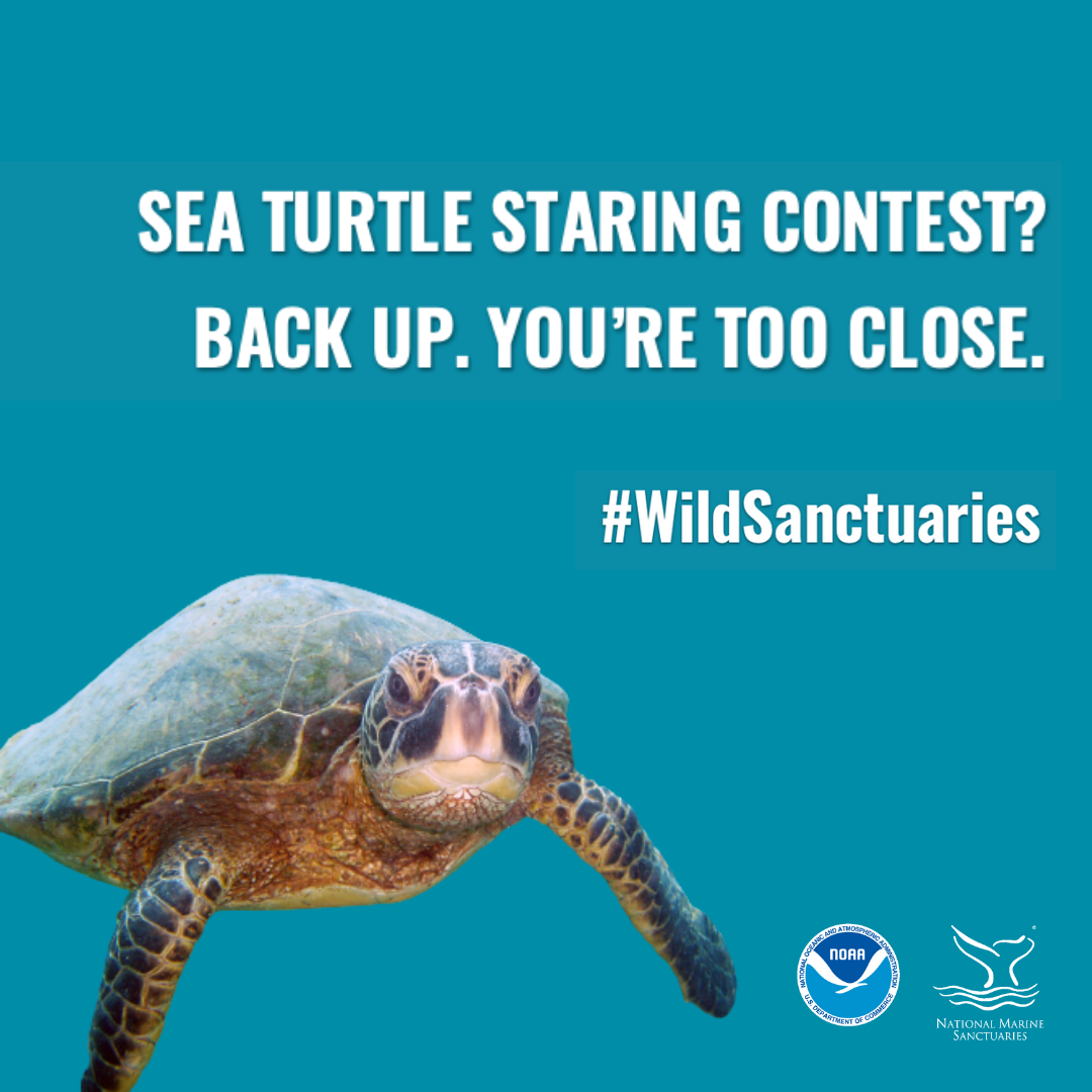 too close to a seaturtle graphic