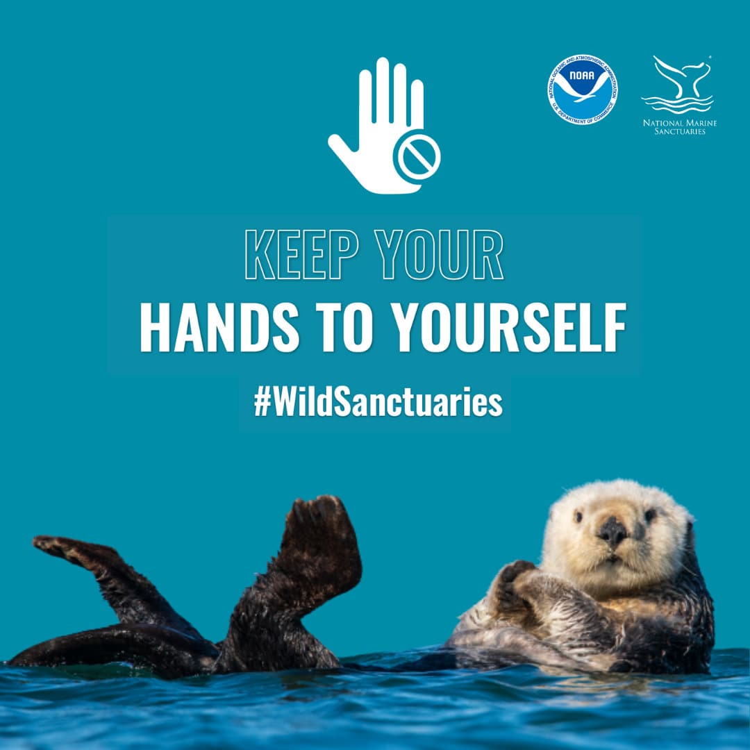 an infographic with a sea otter that says keep your hands to yourself