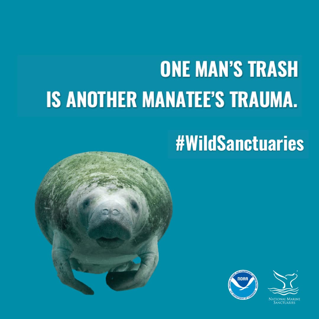 an infographic with a manatee on it and the words one man's trash is another manatee's trauma