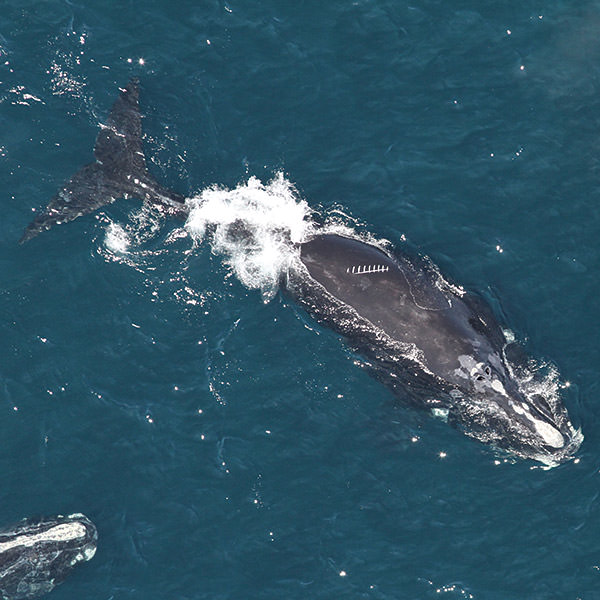 aerial view of a right whales swimming near the surface