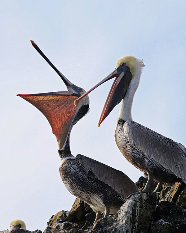California brown pelicans on rocks