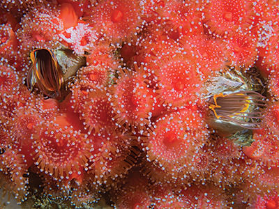 pink anemones and orange barnacles