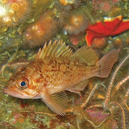rockfish swimming on a reef