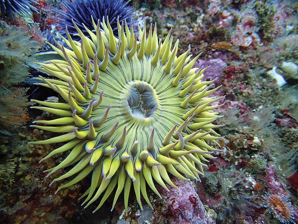 starburst anemone