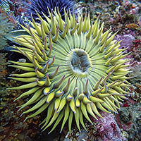 sunburst anemone