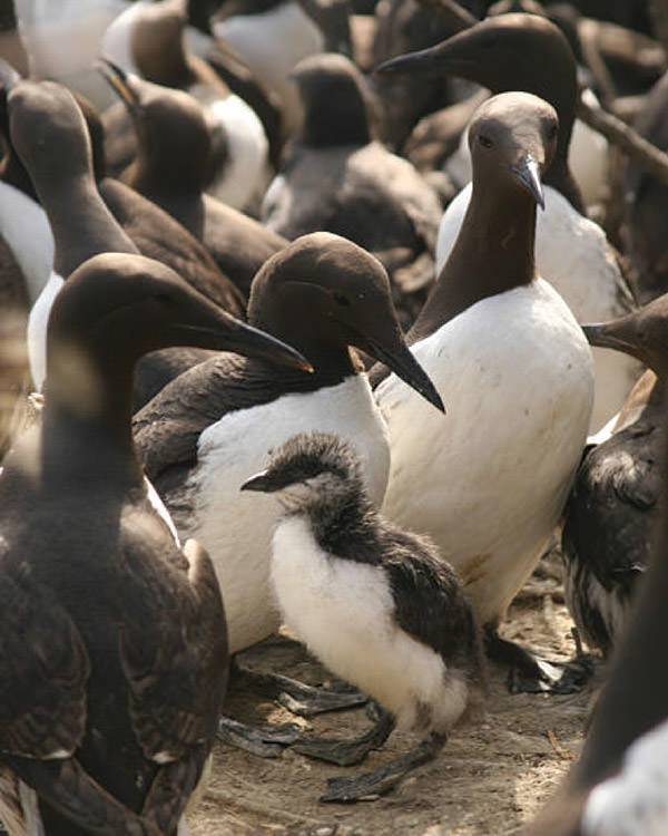 Common murres in a large group