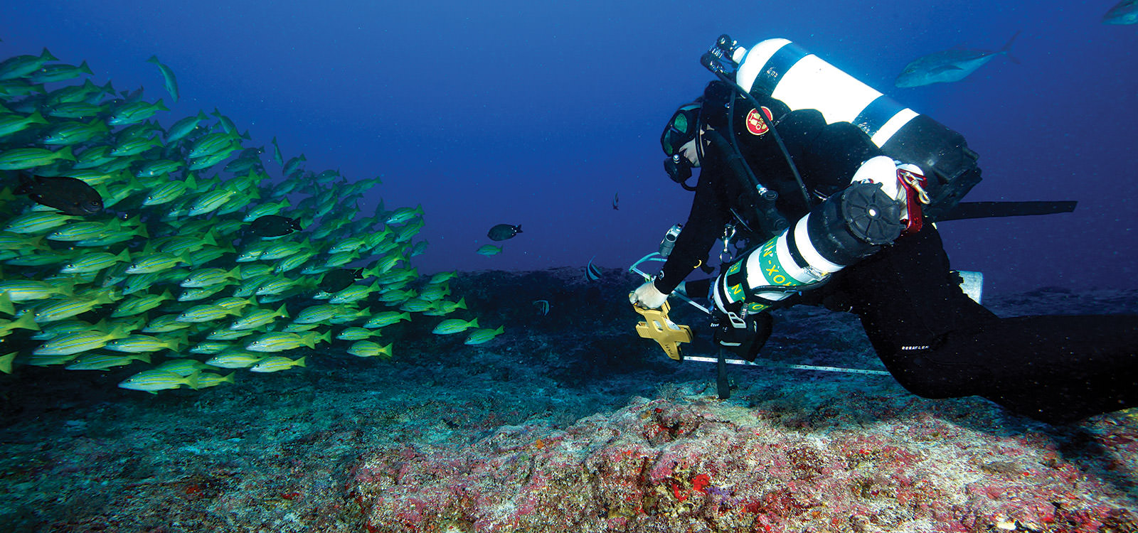 Kane surveys a deep reef teeming with fish