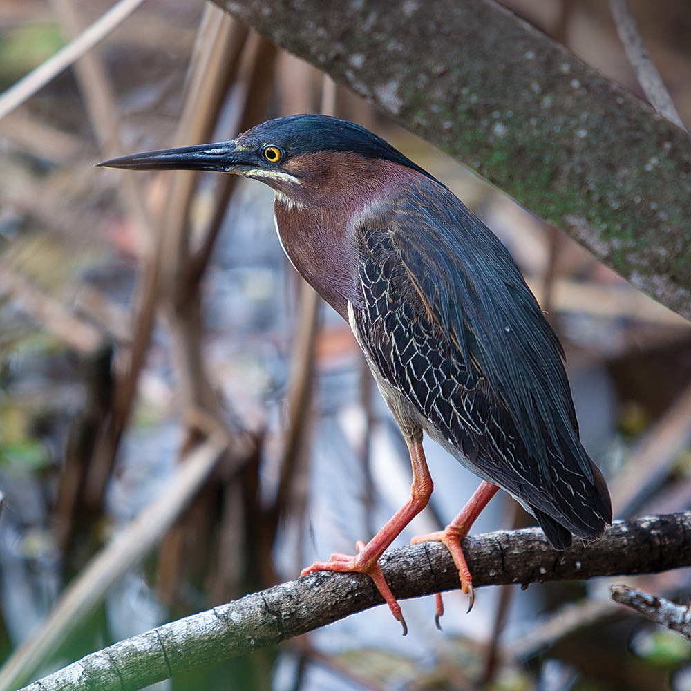 Green heron sitting on a branch