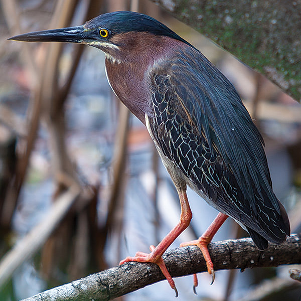 Green heron sitting on a branch