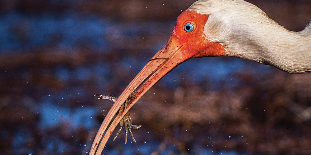 White ibis with a crab in its beak
