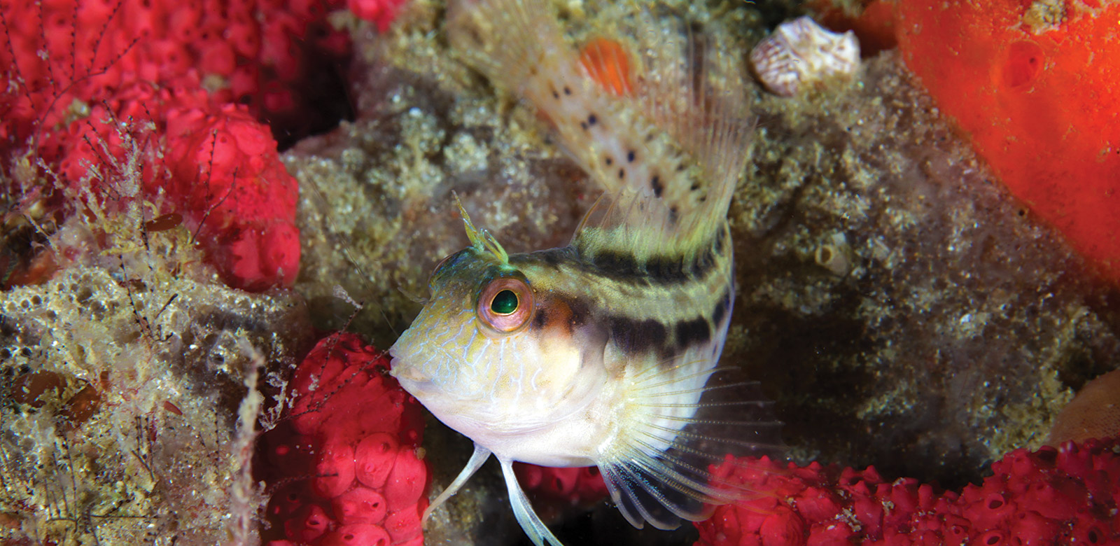 Seaweed blenny swimming in a reef