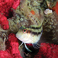 Seaweed blenny swimming in a reef