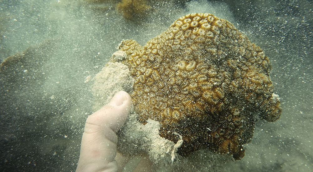 damaged coral