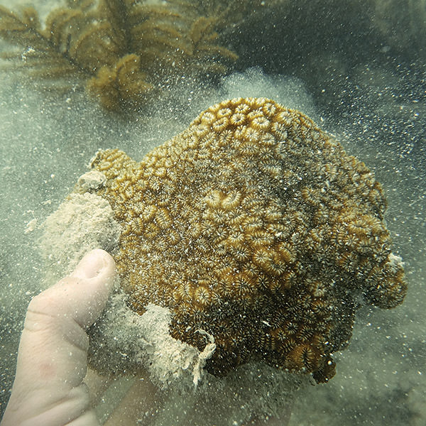 damaged coral