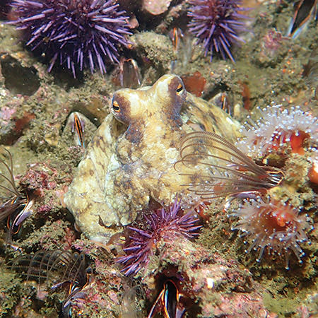 juvenile giant pacific octopus blending into its surroundings