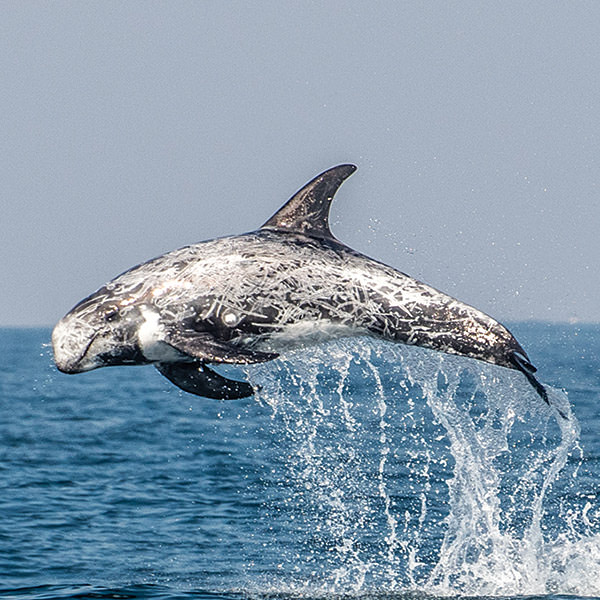 A Risso's dolphin leaps from the water