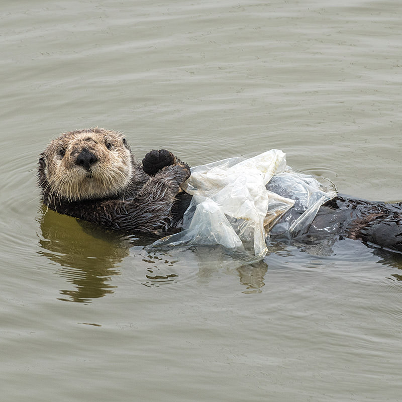 a sea otter covered in plastic wrap