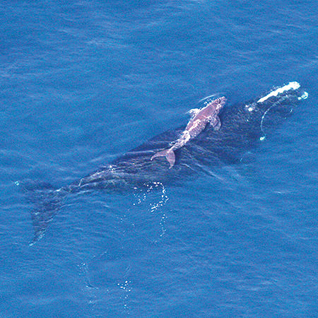 North Atlantic right whale and calf swimming