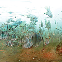 school of atlantic spadefish swimming