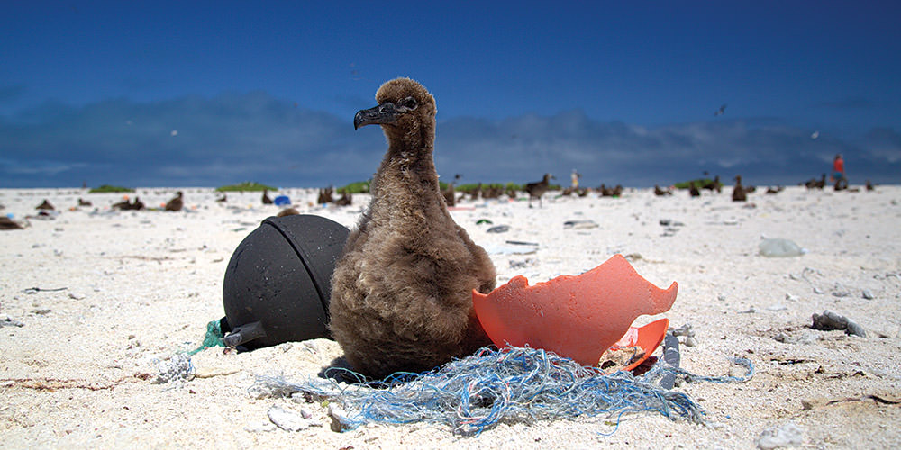 albatross chick siting on a derelict net on the beach