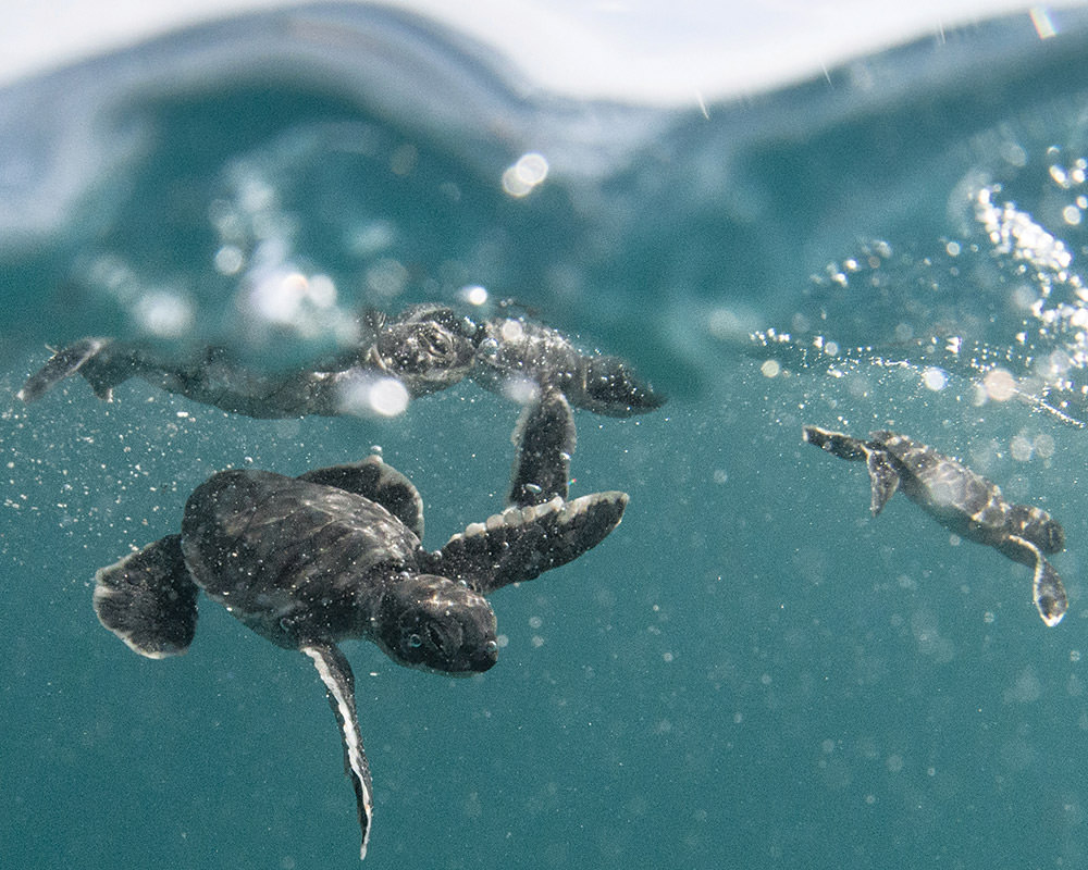 Baby green sea turtles swimming