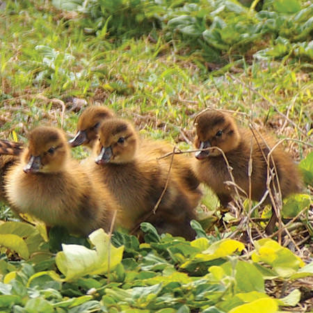 laysan duck chicks
