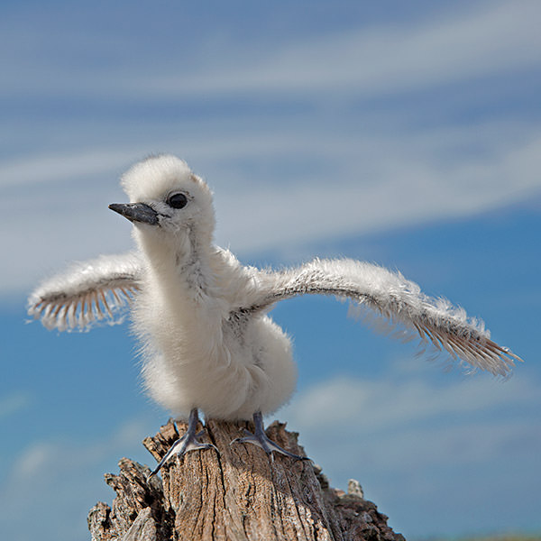 a white tern chick practices flight skills