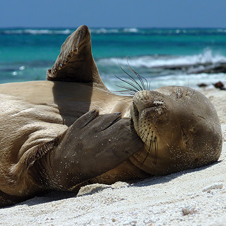 Hawaiian monk seal resting on the beach