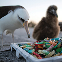 An albatross and chick examine a pile of plastic