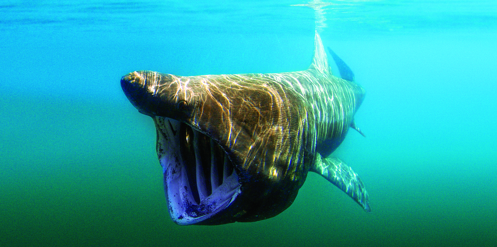 A basking shark swims with its mouth open