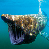A basking shark swiming with its mouth open