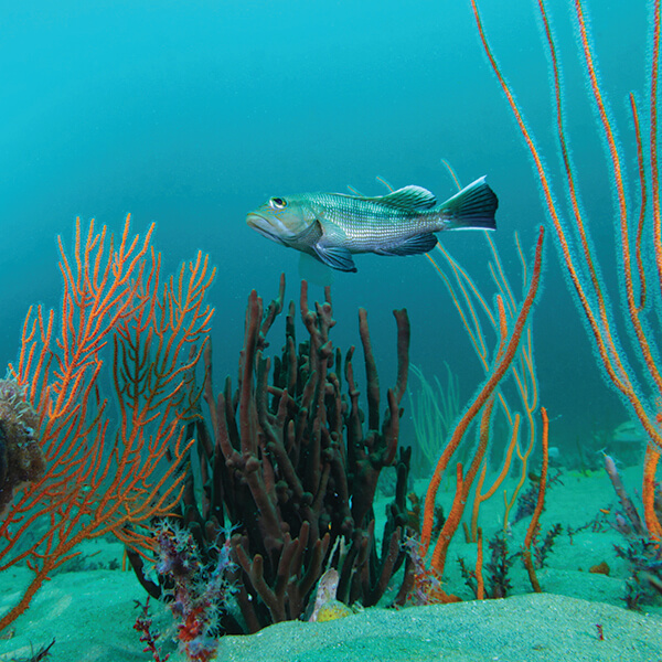 A black sea bass swimming near coral