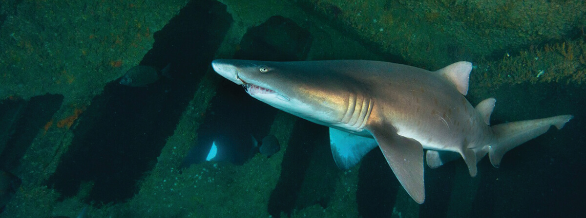 A shark swims near shipwreck