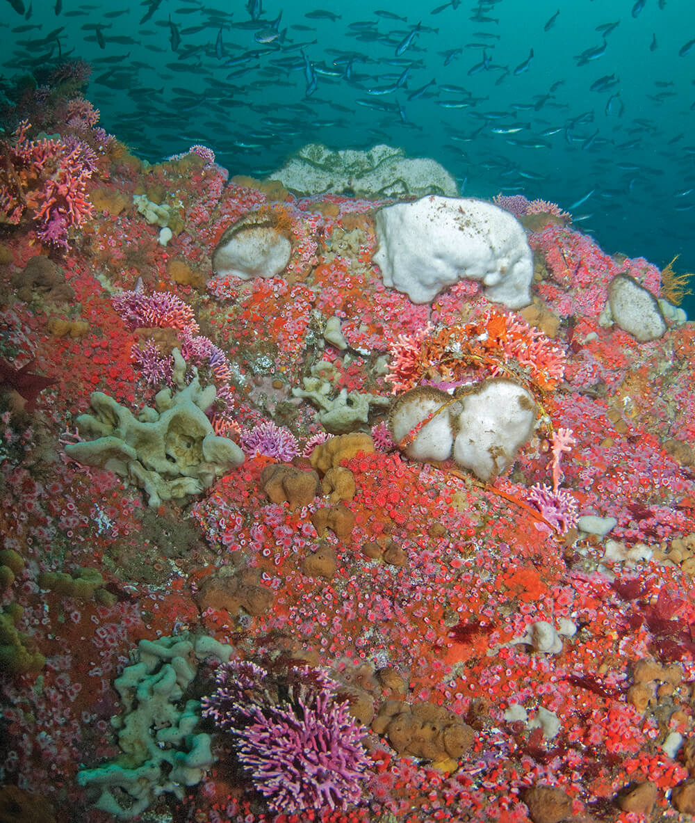 Brigth pink corals with fish swimming above