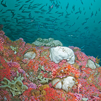 Bright pink corals with fish swimming above